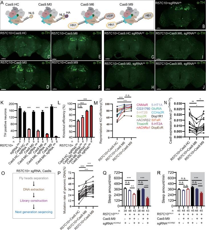 https://cdn.ncbi.nlm.nih.gov/pmc/blobs/e818/11060718/edc8d668e634/elife-91927-fig3.jpg