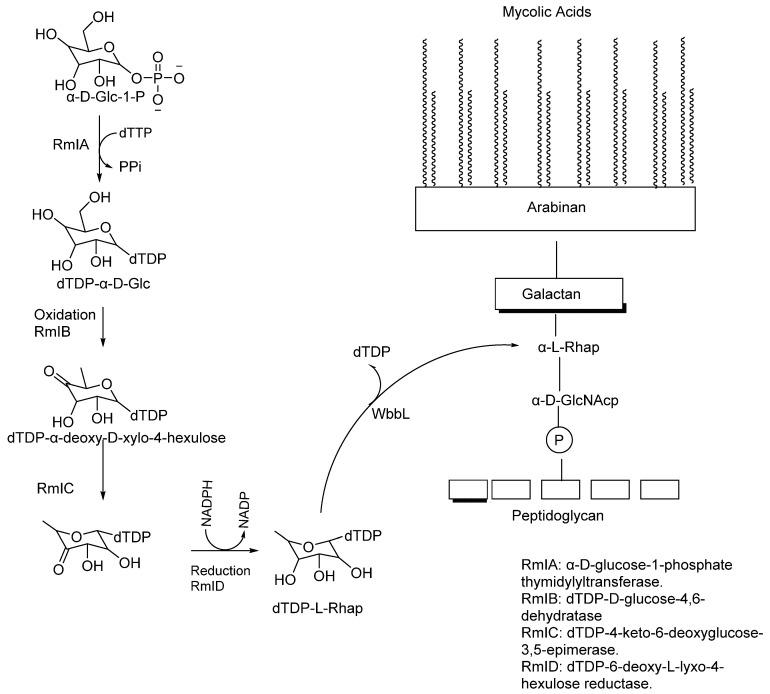 https://cdn.ncbi.nlm.nih.gov/pmc/blobs/e837/11768153/d09ab177099b/pharmaceuticals-18-00070-g004.jpg