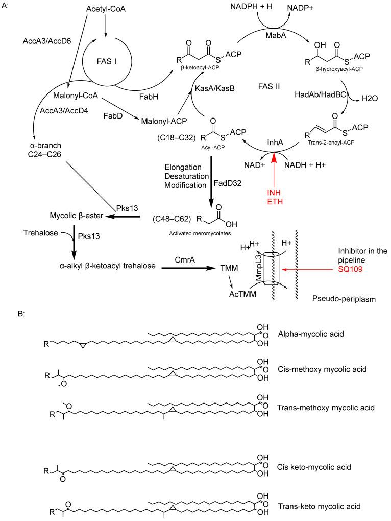 https://cdn.ncbi.nlm.nih.gov/pmc/blobs/e837/11768153/fe9be651bf9e/pharmaceuticals-18-00070-g003.jpg