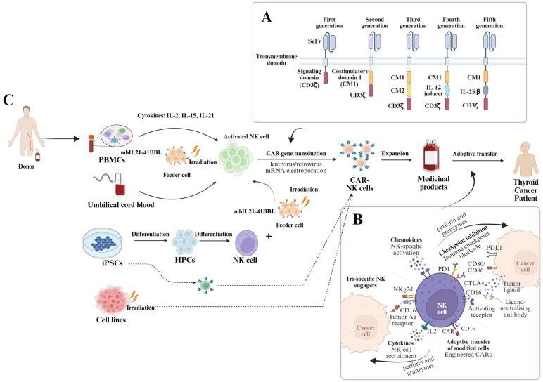 https://cdn.ncbi.nlm.nih.gov/pmc/blobs/e85d/12293766/6f547cd3c979/cells-14-01087-g001.jpg