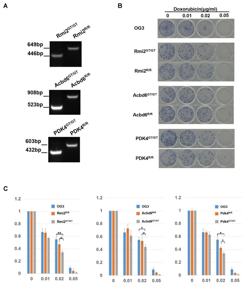 https://cdn.ncbi.nlm.nih.gov/pmc/blobs/e874/5727442/57b036189222/gkx857fig8.jpg