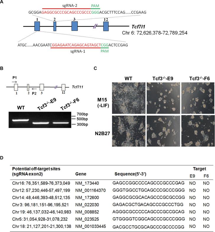 https://cdn.ncbi.nlm.nih.gov/pmc/blobs/e874/5727442/66cc48058768/gkx857fig2.jpg