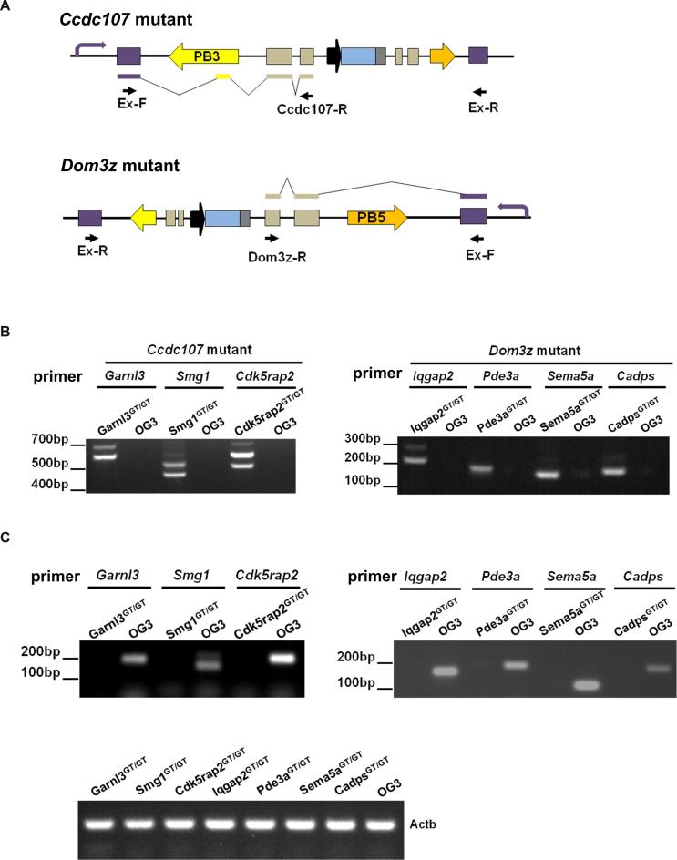 https://cdn.ncbi.nlm.nih.gov/pmc/blobs/e874/5727442/7957cd3a6f82/gkx857fig4.jpg
