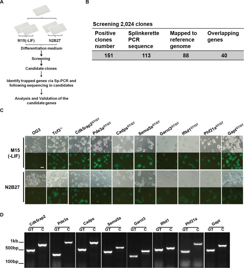https://cdn.ncbi.nlm.nih.gov/pmc/blobs/e874/5727442/f045bd719b09/gkx857fig3.jpg