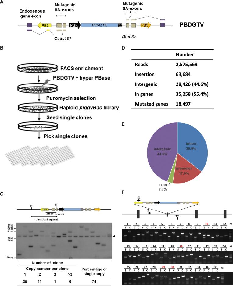 https://cdn.ncbi.nlm.nih.gov/pmc/blobs/e874/5727442/f45b098d9b54/gkx857fig1.jpg