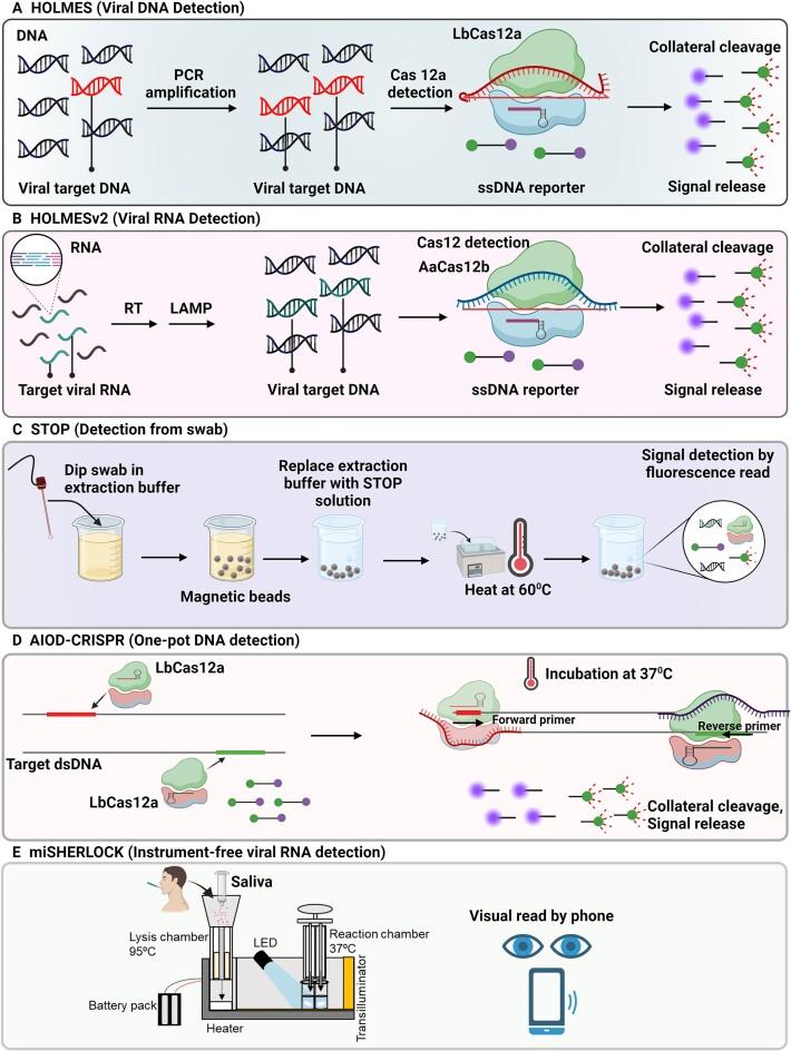https://cdn.ncbi.nlm.nih.gov/pmc/blobs/e8b4/11417378/3fa694768292/gkae736fig3.jpg