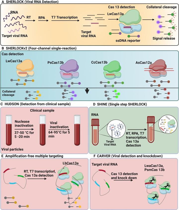 https://cdn.ncbi.nlm.nih.gov/pmc/blobs/e8b4/11417378/61af2d278c15/gkae736fig2.jpg