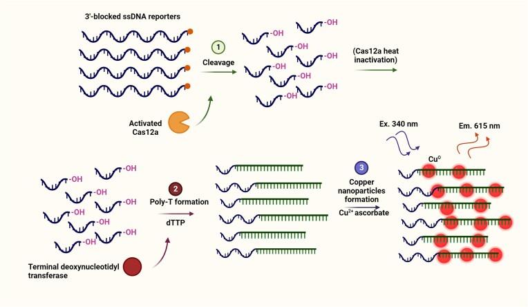 https://cdn.ncbi.nlm.nih.gov/pmc/blobs/e8b4/11417378/7d98692910b4/gkae736fig4.jpg
