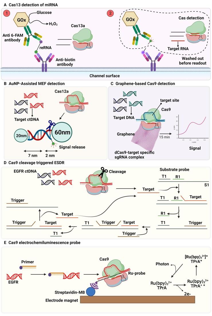 https://cdn.ncbi.nlm.nih.gov/pmc/blobs/e8b4/11417378/9afaf8d07a98/gkae736fig9.jpg
