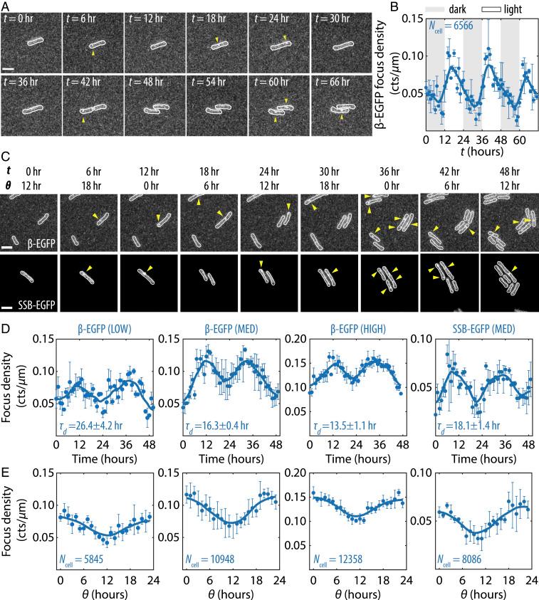 https://cdn.ncbi.nlm.nih.gov/pmc/blobs/e8ef/8157973/132aa8dd51fe/pnas.2022516118fig02.jpg