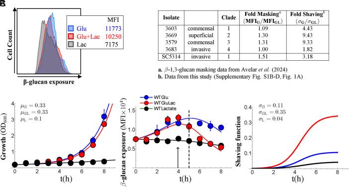 https://cdn.ncbi.nlm.nih.gov/pmc/blobs/e8f3/12184398/6f31b40bc884/pnas.2423864122fig01.jpg