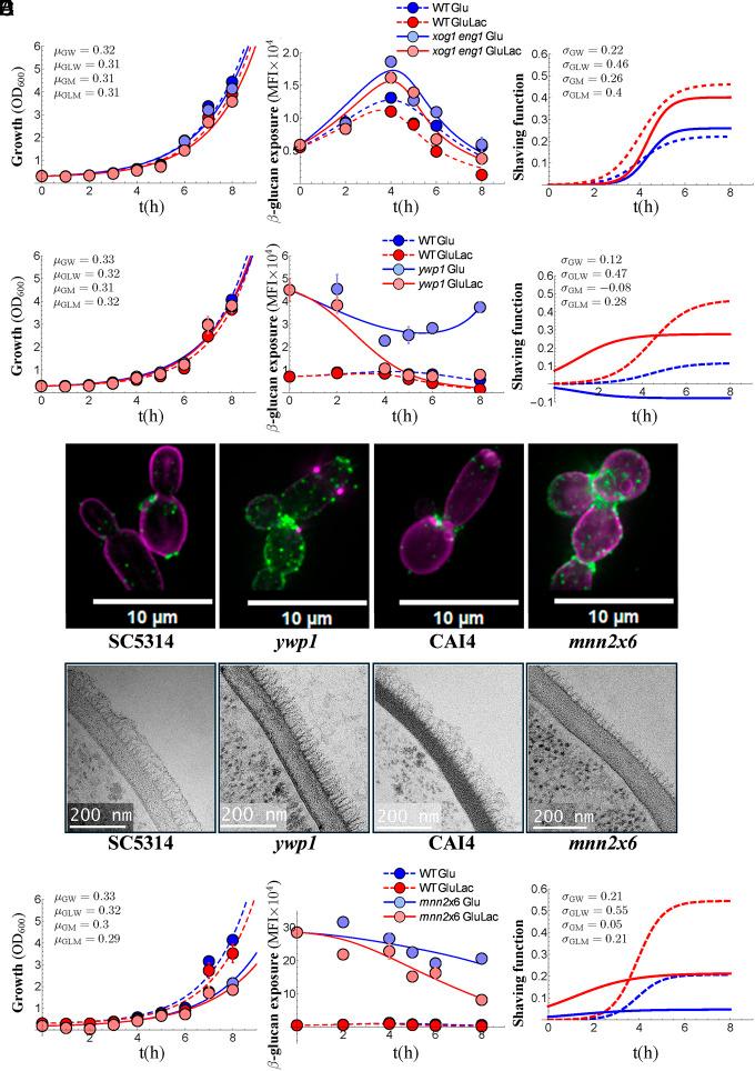 https://cdn.ncbi.nlm.nih.gov/pmc/blobs/e8f3/12184398/d5b0027e8ad8/pnas.2423864122fig04.jpg