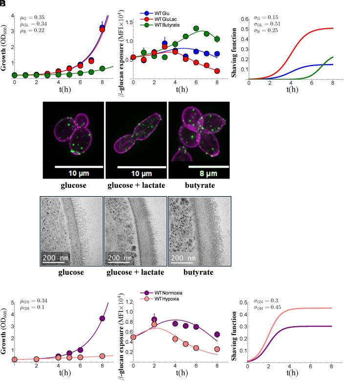 https://cdn.ncbi.nlm.nih.gov/pmc/blobs/e8f3/12184398/df191d9149cc/pnas.2423864122fig02.jpg