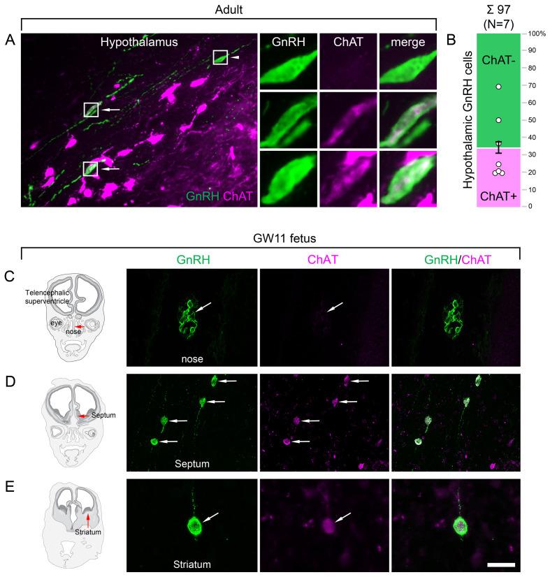 https://cdn.ncbi.nlm.nih.gov/pmc/blobs/e905/8245125/26ca9a03302c/elife-67714-fig3.jpg