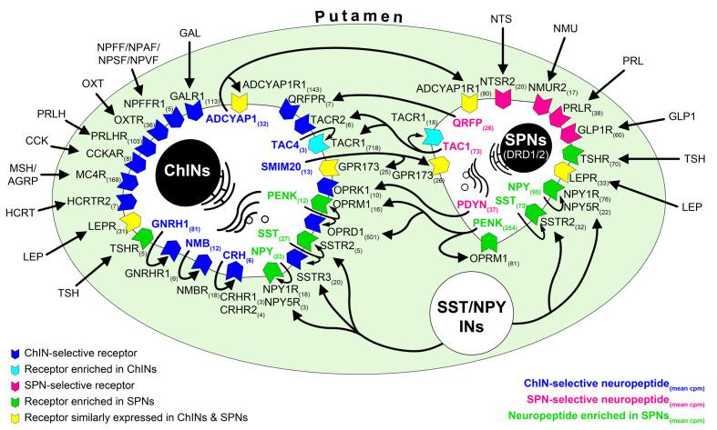 https://cdn.ncbi.nlm.nih.gov/pmc/blobs/e905/8245125/38f2877652f1/elife-67714-fig5.jpg
