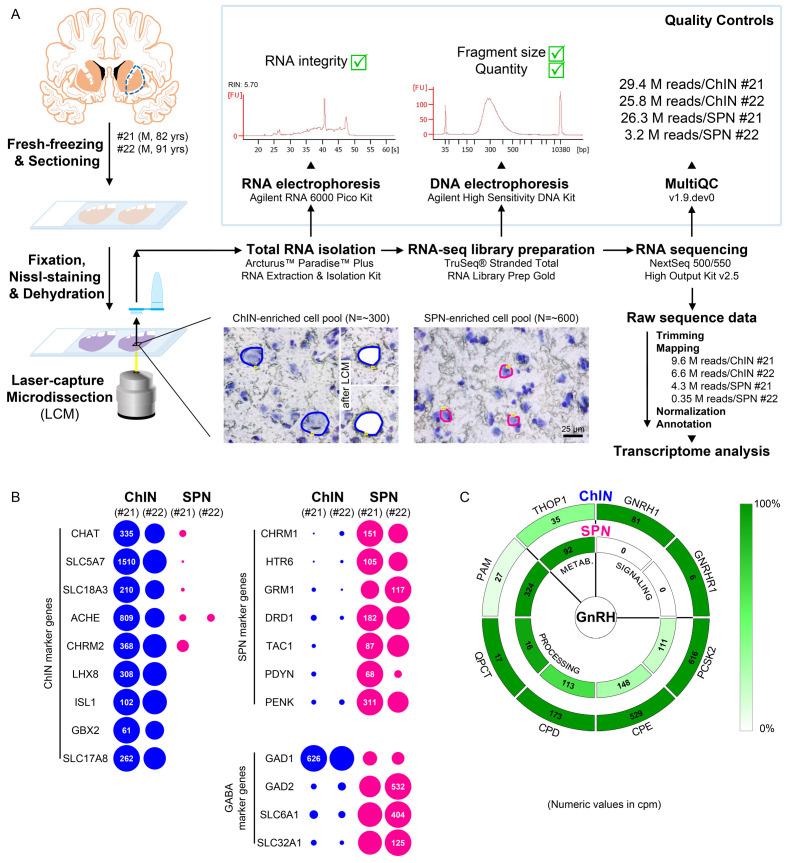 https://cdn.ncbi.nlm.nih.gov/pmc/blobs/e905/8245125/9945339c48a7/elife-67714-fig4.jpg