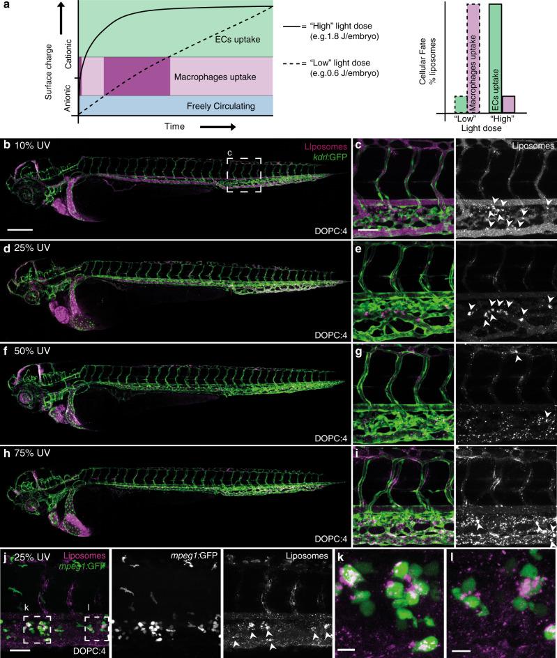 https://cdn.ncbi.nlm.nih.gov/pmc/blobs/e923/7371701/1788da67aa75/41467_2020_17360_Fig6_HTML.jpg