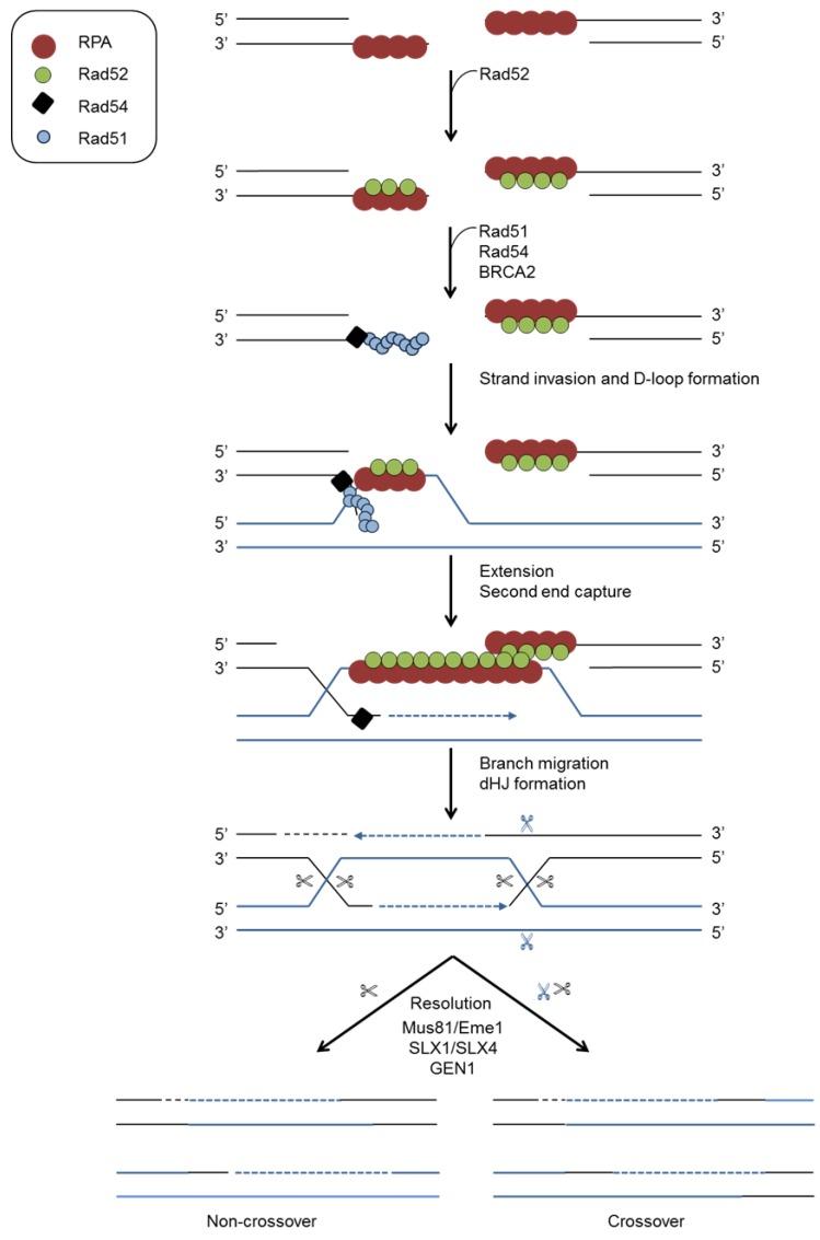 https://cdn.ncbi.nlm.nih.gov/pmc/blobs/e929/4452920/4f9a5902e329/viruses-07-02542-g005.jpg