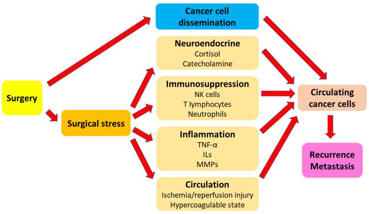 https://cdn.ncbi.nlm.nih.gov/pmc/blobs/e93f/9913216/1e0271f60e6b/cancers-15-00739-g001.jpg