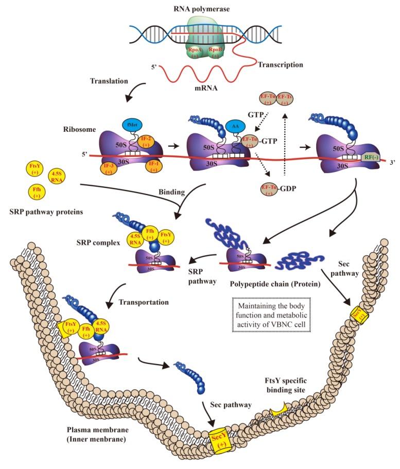 https://cdn.ncbi.nlm.nih.gov/pmc/blobs/e964/6955965/201fd627bcf8/microorganisms-07-00634-g004.jpg