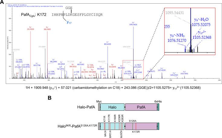 https://cdn.ncbi.nlm.nih.gov/pmc/blobs/e970/11677243/06dc30e28da9/elife-102667-fig3-figsupp2.jpg