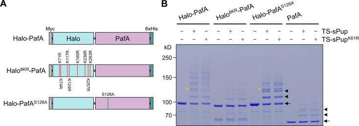 https://cdn.ncbi.nlm.nih.gov/pmc/blobs/e970/11677243/87c9de742ec3/elife-102667-fig1-figsupp3.jpg