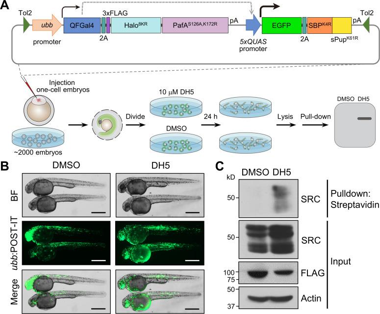 https://cdn.ncbi.nlm.nih.gov/pmc/blobs/e970/11677243/aa31cff07262/elife-102667-fig7.jpg