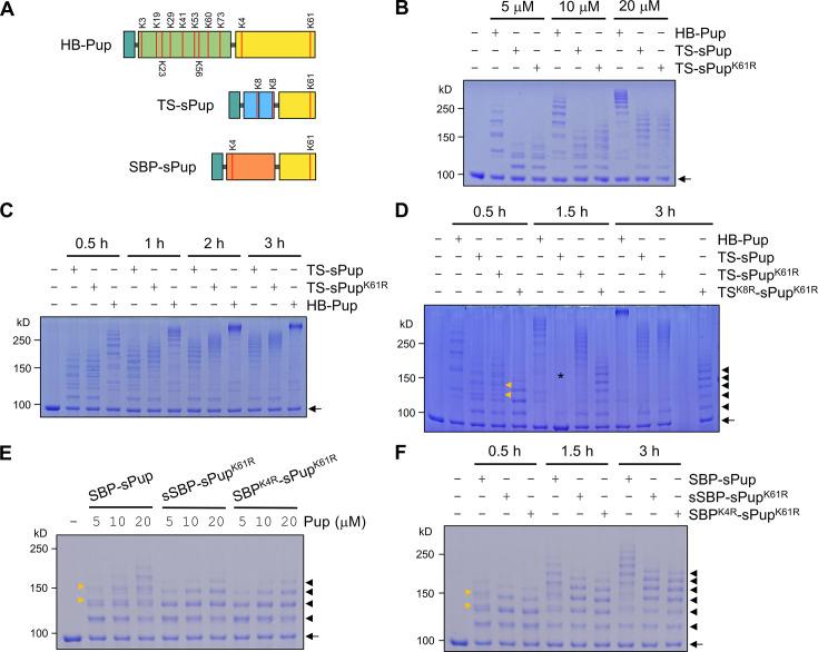 https://cdn.ncbi.nlm.nih.gov/pmc/blobs/e970/11677243/c826852bd422/elife-102667-fig1-figsupp2.jpg