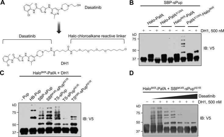 https://cdn.ncbi.nlm.nih.gov/pmc/blobs/e970/11677243/d19cb743990c/elife-102667-fig2.jpg