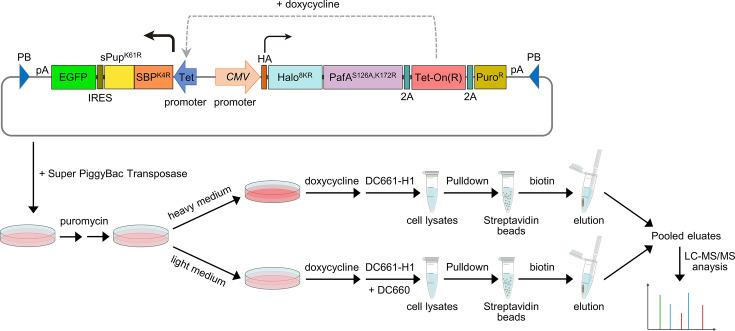 https://cdn.ncbi.nlm.nih.gov/pmc/blobs/e970/11677243/e366cde56d95/elife-102667-fig6-figsupp4.jpg
