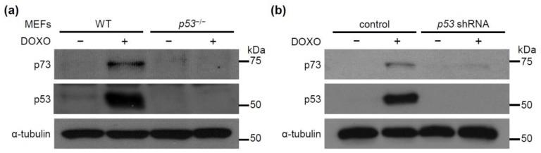https://cdn.ncbi.nlm.nih.gov/pmc/blobs/e980/6749264/043fdbbe7dc9/molecules-24-03175-g003.jpg