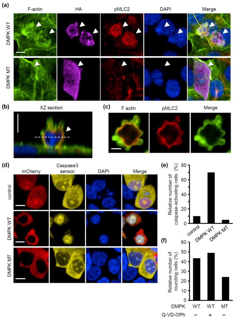 https://cdn.ncbi.nlm.nih.gov/pmc/blobs/e980/6749264/14675c4ca92f/molecules-24-03175-g005.jpg