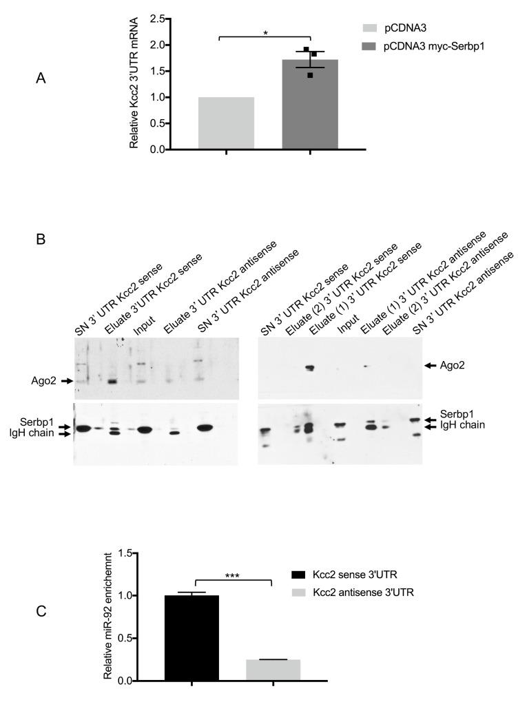 https://cdn.ncbi.nlm.nih.gov/pmc/blobs/e98c/8947033/3af8ed7d90fe/cells-11-01052-g004.jpg