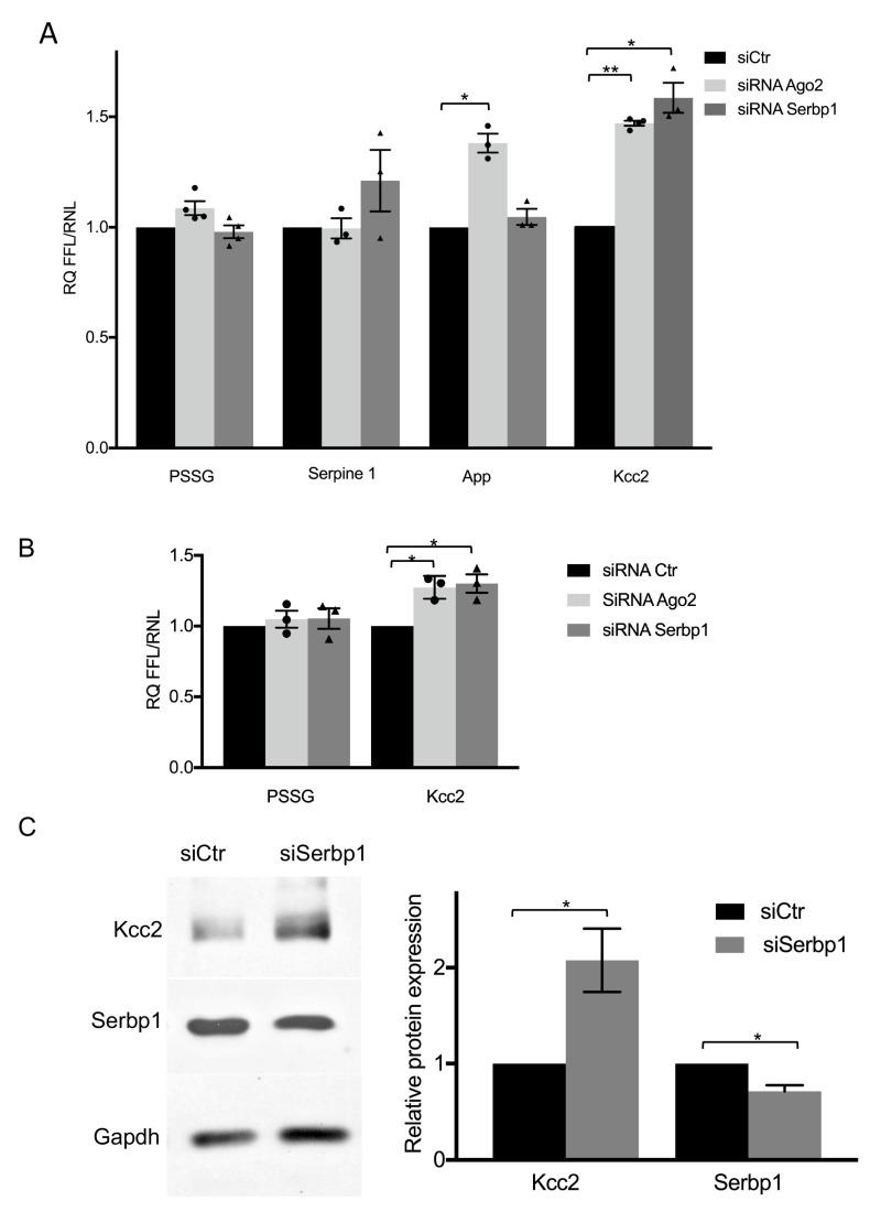 https://cdn.ncbi.nlm.nih.gov/pmc/blobs/e98c/8947033/77c3300e92ba/cells-11-01052-g003.jpg