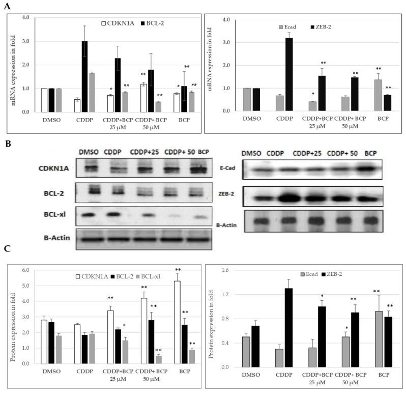 https://cdn.ncbi.nlm.nih.gov/pmc/blobs/e9af/9735510/8543ca066906/molecules-27-08354-g005.jpg