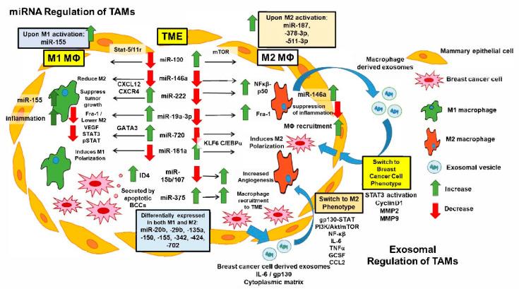 https://cdn.ncbi.nlm.nih.gov/pmc/blobs/e9b5/8233875/d4039738fe14/ijms-22-06526-g004.jpg
