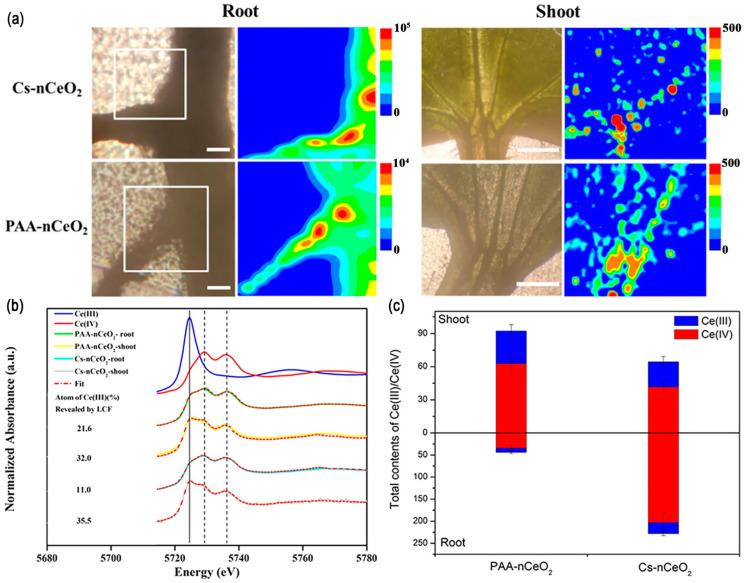 https://cdn.ncbi.nlm.nih.gov/pmc/blobs/e9c3/11643983/2ec35f3a499c/nanomaterials-14-01939-g004.jpg