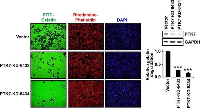 https://cdn.ncbi.nlm.nih.gov/pmc/blobs/e9de/5341976/a645848cf336/oncotarget-07-73242-g001.jpg