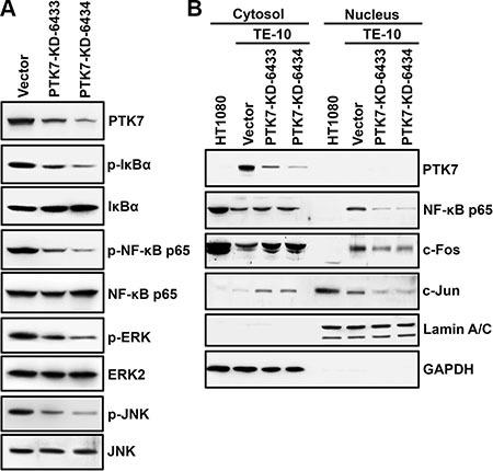 https://cdn.ncbi.nlm.nih.gov/pmc/blobs/e9de/5341976/ea568bf70649/oncotarget-07-73242-g004.jpg
