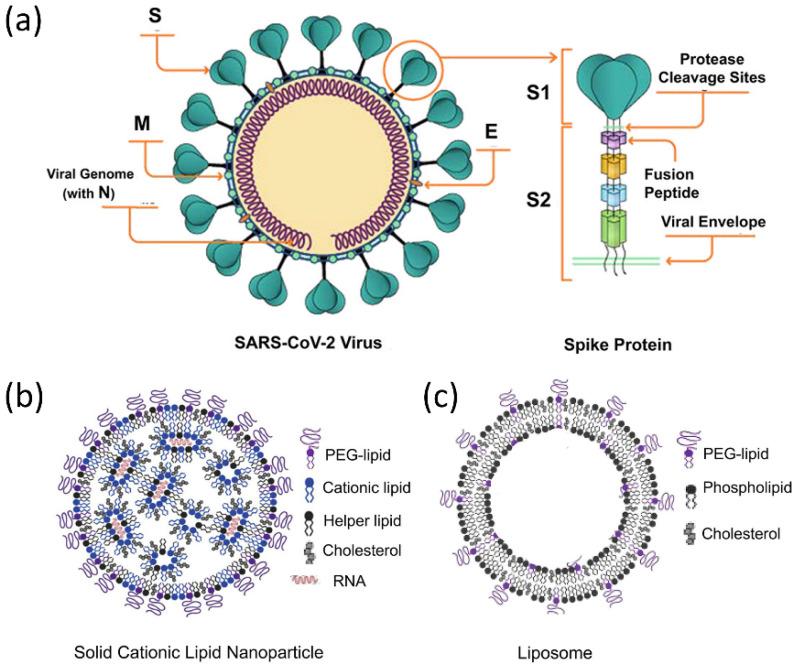 https://cdn.ncbi.nlm.nih.gov/pmc/blobs/e9f7/9775677/afa90a0fb57e/biosensors-12-01129-g013.jpg