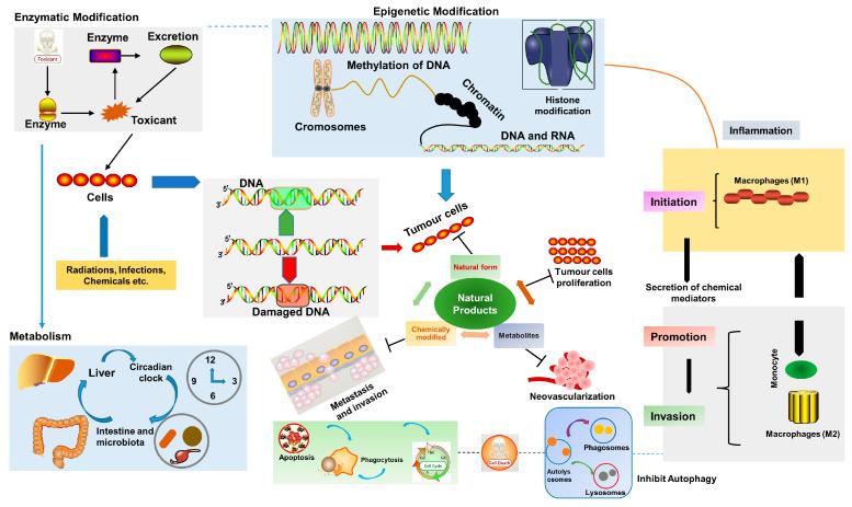 https://cdn.ncbi.nlm.nih.gov/pmc/blobs/e9fb/9737905/a9740d9cc7a0/molecules-27-08367-g003.jpg
