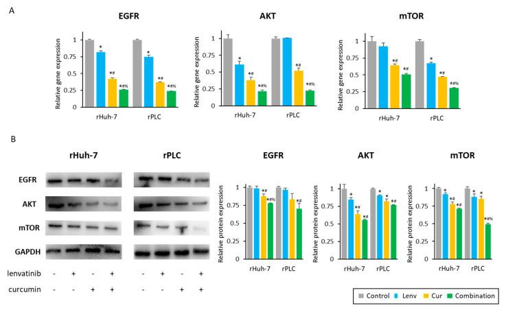 https://cdn.ncbi.nlm.nih.gov/pmc/blobs/ea23/9954241/2a3527e3ec7a/cells-12-00612-g006.jpg