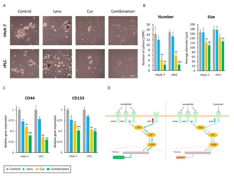 https://cdn.ncbi.nlm.nih.gov/pmc/blobs/ea23/9954241/bb72383747b7/cells-12-00612-g007.jpg