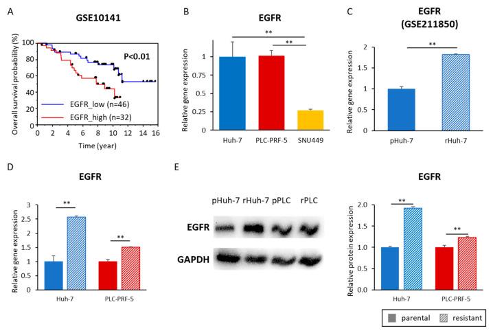 https://cdn.ncbi.nlm.nih.gov/pmc/blobs/ea23/9954241/e31f26b5344b/cells-12-00612-g005.jpg