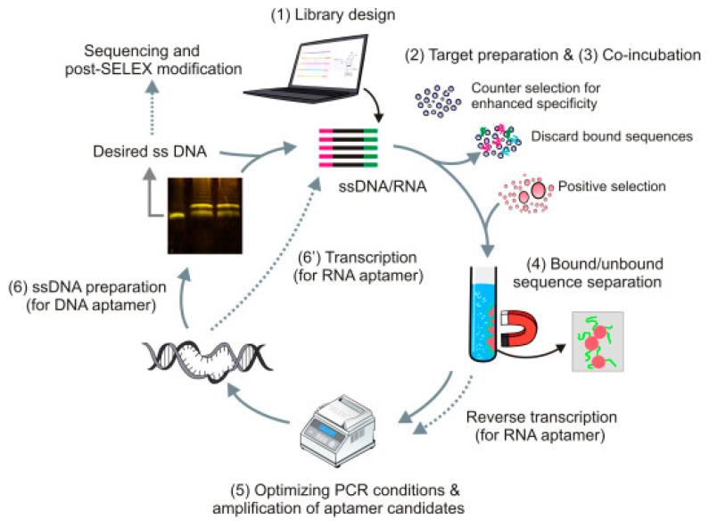 https://cdn.ncbi.nlm.nih.gov/pmc/blobs/ea2d/10526323/c527556e957c/biosensors-13-00850-g002.jpg