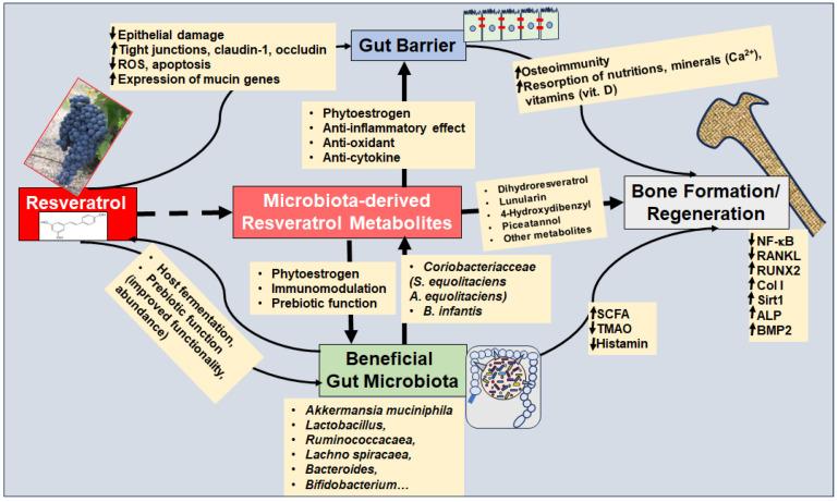 https://cdn.ncbi.nlm.nih.gov/pmc/blobs/ea63/11240679/f2edc962e385/cells-13-01145-g004.jpg