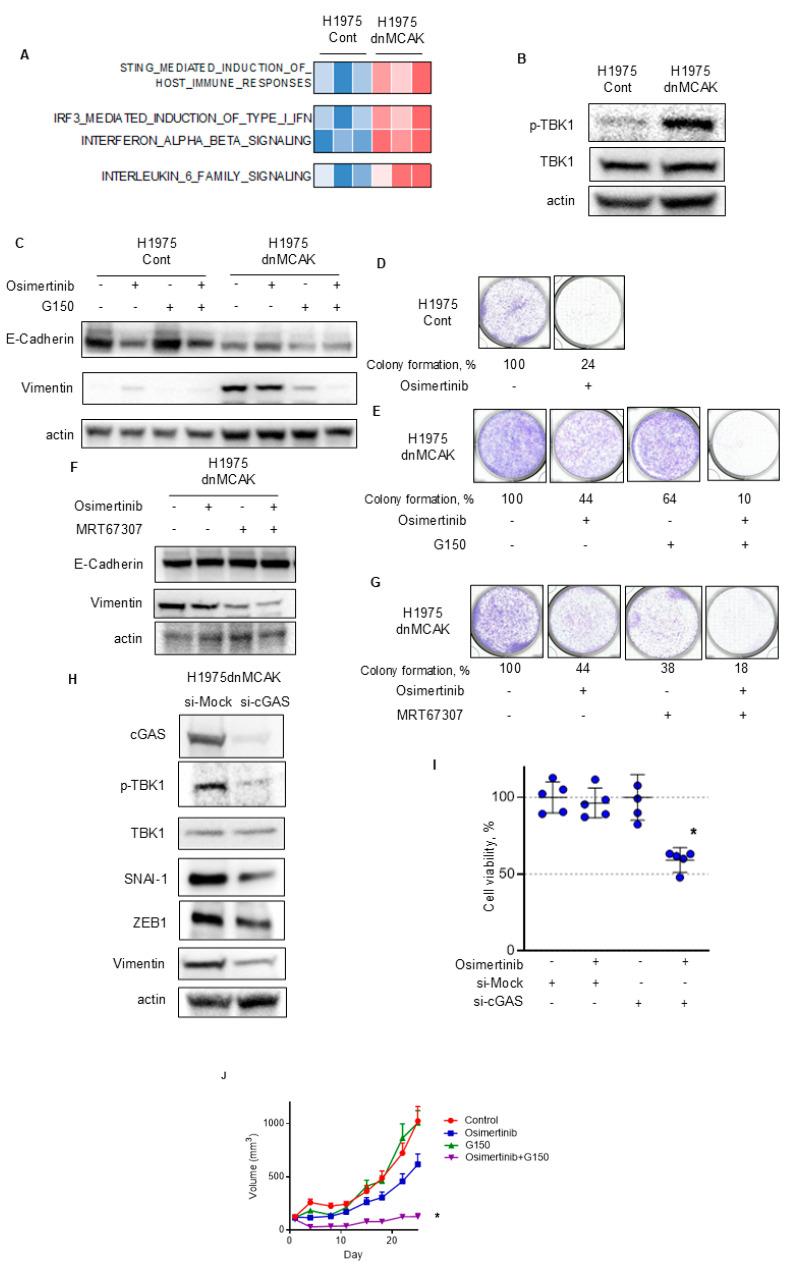https://cdn.ncbi.nlm.nih.gov/pmc/blobs/ea7c/11941500/2ad489998f25/cells-14-00447-g004.jpg