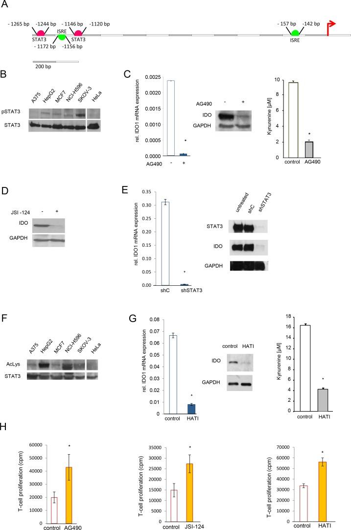 https://cdn.ncbi.nlm.nih.gov/pmc/blobs/eab5/4011581/fb25f08f4f4d/oncotarget-05-1038-g002.jpg