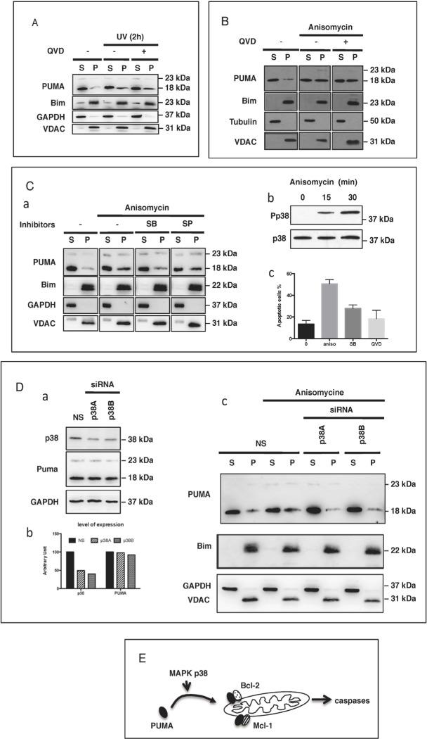 https://cdn.ncbi.nlm.nih.gov/pmc/blobs/eab9/4741992/2a5ecc792082/oncotarget-06-38181-g005.jpg