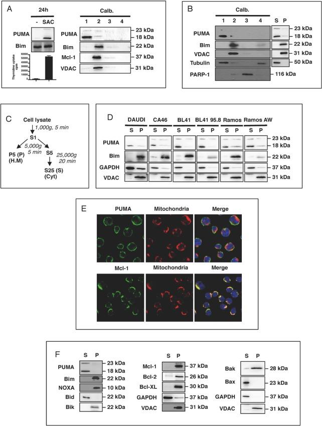 https://cdn.ncbi.nlm.nih.gov/pmc/blobs/eab9/4741992/b5749ca3c5c9/oncotarget-06-38181-g001.jpg
